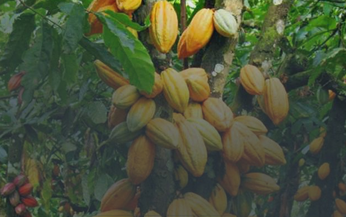 Cara Budidaya Kakao (Coklat) Agar Berbuah Lebat