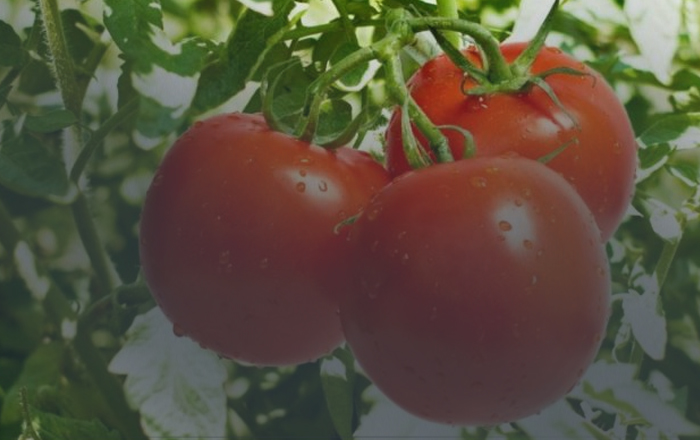 Cara Pemupukan Tanaman Tomat dari Benih Hingga Panen