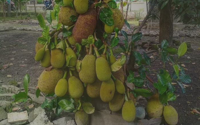 14 Manfaat Buah Cempedak Untuk Kesehatan Yang Jarang Diketahui ...