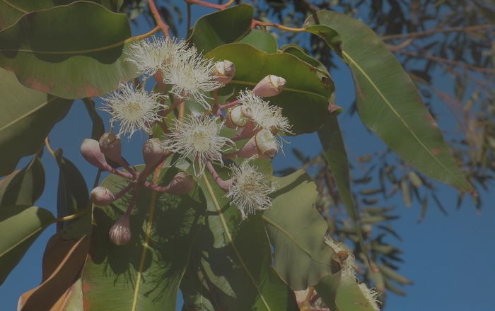 Manfaat Eucalyptus Bagi Kesehatan yang Jarang Diketahui